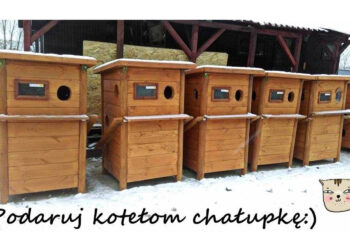Domki dla kotów