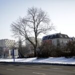 Zieleń wzdłuż pasa drogowego rozdzielającego jezdnie na Alei IX Wieków Kielc / Jarosław Kubalski / Radio Kielce