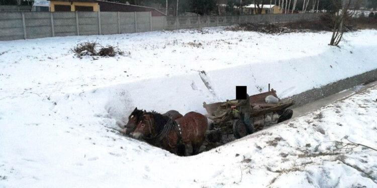 Starachowice. Nietrzeźwy woźnica w rowie melioracyjnym / mat. Policji