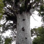 Nowa Zelandia / Radio Kielce