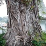 Nowa Zelandia / Radio Kielce