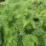 Nowa Zelandia / Prof. Danuta Rasała / Radio Kielce