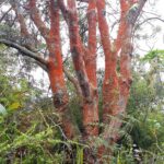 Nowa Zelandia / Prof. Danuta Rasała / Radio Kielce