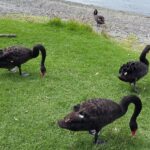 Nowa Zelandia / Prof. Danuta Rasała / Radio Kielce