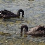 Nowa Zelandia / Prof. Danuta Rasała / Radio Kielce