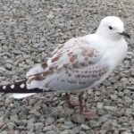 Nowa Zelandia / Prof. Danuta Rasała / Radio Kielce