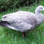 Nowa Zelandia / Prof. Danuta Rasała / Radio Kielce