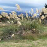 Nowa Zelandia / Prof. Danuta Rasała / Radio Kielce