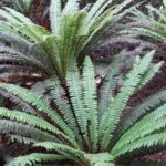 Nowa Zelandia / Prof. Danuta Rasała / Radio Kielce