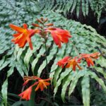 Nowa Zelandia / Prof. Danuta Rasała / Radio Kielce