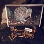 Nowa Zelandia / Prof. Danuta Rasała / Radio Kielce