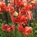 Nowa Zelandia / Prof. Danuta Rasała / Radio Kielce