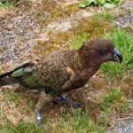 Nowa Zelandia / Prof. Danuta Rasała / Radio Kielce