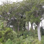 Nowa Zelandia / Prof. Danuta Rasała / Radio Kielce