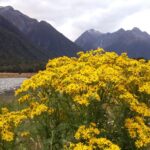 Nowa Zelandia / Prof. Danuta Rasała / Radio Kielce