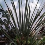 Nowa Zelandia / Prof. Danuta Rasała / Radio Kielce