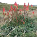 Nowa Zelandia / Prof. Danuta Rasała / Radio Kielce