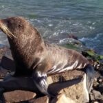 Nowa Zelandia / Prof. Danuta Rasała / Radio Kielce