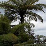 Nowa Zelandia / Prof. Danuta Rasała / Radio Kielce