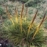 Nowa Zelandia / Prof. Danuta Rasała / Radio Kielce