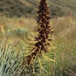 Nowa Zelandia / Prof. Danuta Rasała / Radio Kielce