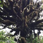 Nowa Zelandia / Prof. Danuta Rasała / Radio Kielce