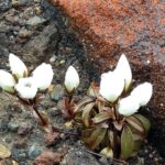 Nowa Zelandia / Prof. Danuta Rasała / Radio Kielce