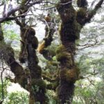 Nowa Zelandia / Prof. Danuta Rasała / Radio Kielce