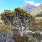 Nowa Zelandia / Prof. Danuta Rasała / Radio Kielce