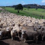 Nowa Zelandia / Prof. Danuta Rasała / Radio Kielce