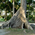 Andamany / Nikobary / Mirosław Kopik / Radio Kielce