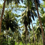 Andamany / Nikobary / Mirosław Kopik / Radio Kielce