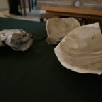 Kielce. Giełda Minerałów Skamieniałości i Wyrobów Jubilerskich (2017-02-26) / Wiktor Dziarmaga / Radio Kielce