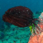 Andamany / Nikobary / Mirosław Kopik / Radio Kielce