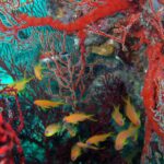 Andamany / Nikobary / Mirosław Kopik / Radio Kielce