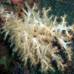 Andamany / Nikobary / Mirosław Kopik / Radio Kielce