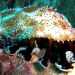 Andamany / Nikobary / Mirosław Kopik / Radio Kielce