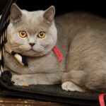 19.02.2017 Kielce. Dzień kota w Muzeum Zabawy i Zabawek / Jarosław Kubalski / Radio Kielce