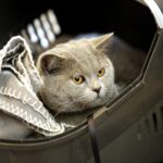 19.02.2017 Kielce. Dzień kota w Muzeum Zabawy i Zabawek / Jarosław Kubalski / Radio Kielce