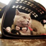 19.02.2017 Kielce. Dzień kota w Muzeum Zabawy i Zabawek / Jarosław Kubalski / Radio Kielce