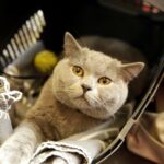 19.02.2017 Kielce. Dzień kota w Muzeum Zabawy i Zabawek / Jarosław Kubalski / Radio Kielce