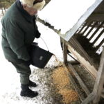 11.02.2017 Łosienek. Myśliwi dokarmiają zwierzęta w lesie / Jarosław Kubalski / Radio Kielce