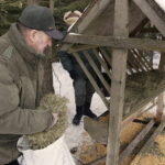 11.02.2017 Łosienek. Myśliwi dokarmiają zwierzęta w lesie / Jarosław Kubalski / Radio Kielce