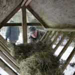 11.02.2017 Łosienek. Myśliwi dokarmiają zwierzęta w lesie / Jarosław Kubalski / Radio Kielce