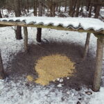 11.02.2017 Łosienek. Myśliwi dokarmiają zwierzęta w lesie / Jarosław Kubalski / Radio Kielce