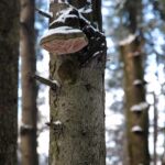 Świętokrzyski Park Narodowy / Święty Krzyż / Robert Felczak / Radio Kielce