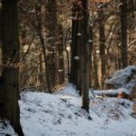 Świętokrzyski Park Narodowy / Święty Krzyż / Robert Felczak / Radio Kielce