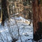 Świętokrzyski Park Narodowy / Święty Krzyż / Robert Felczak / Radio Kielce