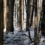 Świętokrzyski Park Narodowy / Święty Krzyż / Robert Felczak / Radio Kielce