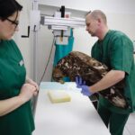 Chmielnik. Znaleziony orzeł bielik nie żyje (2 marca 2017 r) / Jarosław Kubalski / Radio Kielce